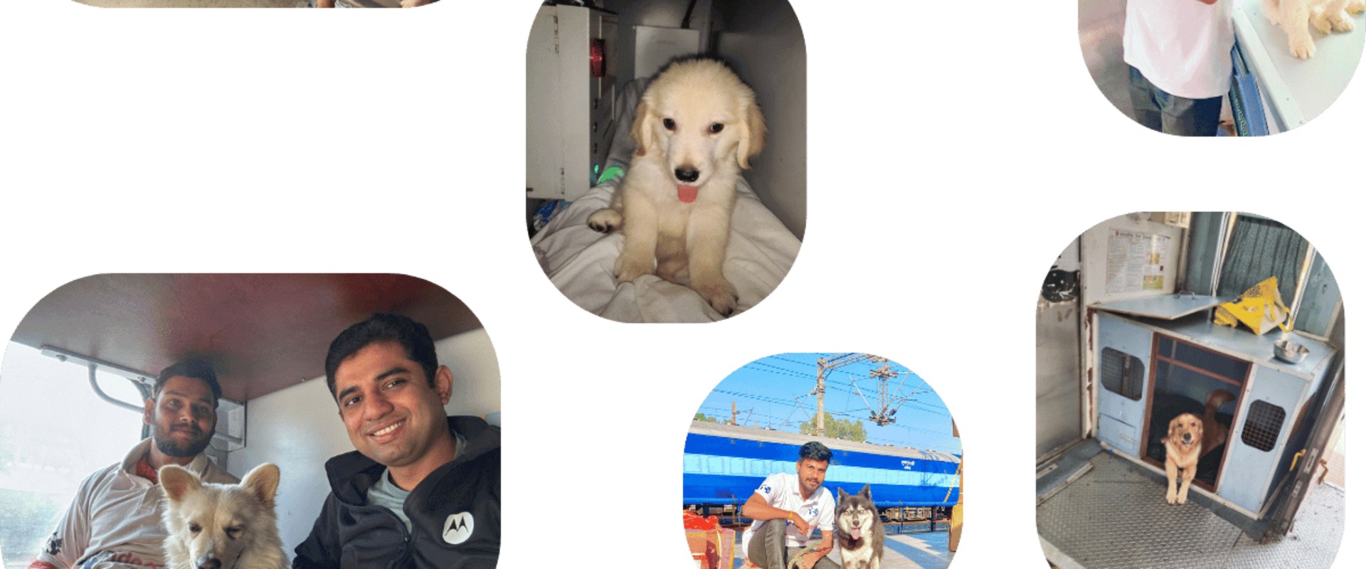 The Ins and Outs of Pet Relocation Services