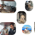 The Ins and Outs of Pet Relocation Services