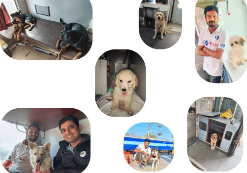 The Ins and Outs of Pet Relocation Services